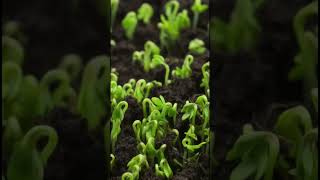 Have you ever seen the entire process of plant growth and germination shorts viralvideo usa [upl. by Alderman883]