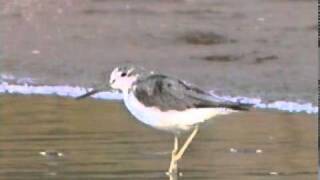 Common Greenshank Tringa nebularia [upl. by Novelc464]