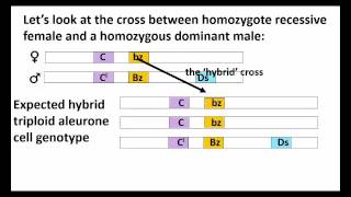 The Discovery of Mobile DNA Transposons [upl. by Atela]