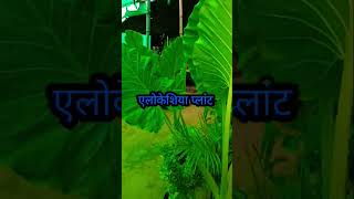 Alocasia odora  sorts trendingshorts youtubeshorts plants dhruvrathee trending viralvideo [upl. by Gipps]