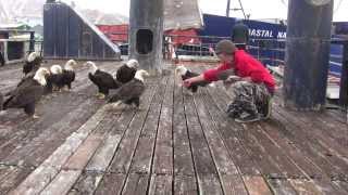 amazing eagles in dutch harbor [upl. by Ellynad]