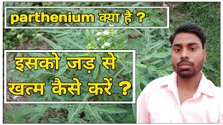 What is Parthenium  How to control Parthenium [upl. by Triny]