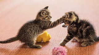 20 Minutes of Adorable Kittens 😍  BEST Compilation [upl. by Zed]