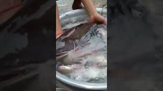 Wallago attu fish big fish fishingvideo lobster wallagoattu reels shorts [upl. by Harragan303]