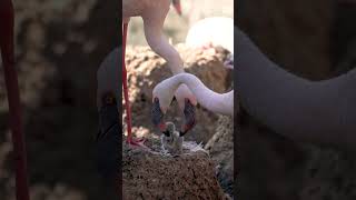 Two Flamingo Dads Foster Chick [upl. by Millman768]