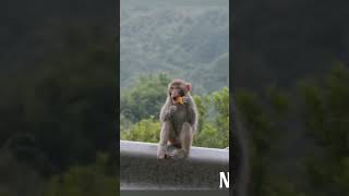 nature  Monkey  animal  forest  beautiful scenery  relaxing clip  PT 22  EP 9  🐵🐒🏞️🌄🤩😍🥰❤️💕 [upl. by Karlis]