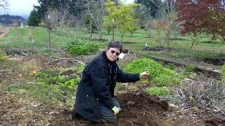 Planting Gooseberries [upl. by Lavelle63]