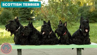 Scottish Terrier  Dog Breed Information [upl. by Anelys373]