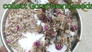 How to collect Gomphrena seeds [upl. by Asyl314]