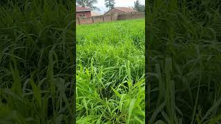 our brachiaria grass almost ready for harvest livestock sheepfarming [upl. by Eisnyl]