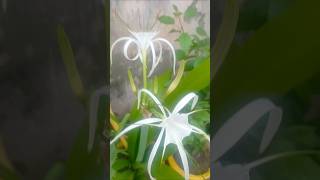 Hymenocallis littoralisspider lily plant ☘️🌸 trending flowers shorts [upl. by Annert433]