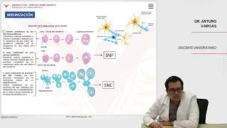 Embriología Desarrollo del sistema nervioso Mielinización [upl. by Nythsa]