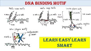 DNA binding motif  Helix turn helix  Helix loop helix  Zinc finger  Leucine zipper [upl. by Dawna]