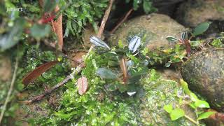 Bucephalandra and Its Natural Habitat  West Borneo [upl. by Estrellita252]