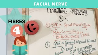 facial nerve most easy explanation and understanding [upl. by Dryfoos]