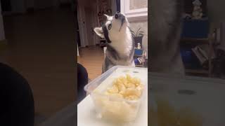 Siberian Huskey showing amazing reaction siberianhuskey dog huskylife dogtype [upl. by Cher]