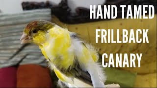 Meet My Trained Canary Bird  My Hand Tamed Canary [upl. by Arelus]