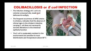 E coli or Colibacillosis TREATMENT amp CONTROL in Poultry  Webinar to VetNepal Vets of Nepal [upl. by Ajssatsan]