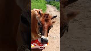 Jai Gau Matajaiviralvideoyoutubeshortscowjaishreekrishnanaturenatureloversnaturephotography [upl. by Sophia470]