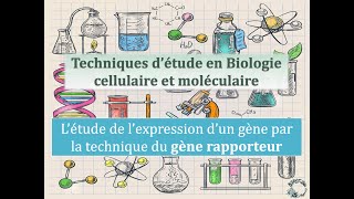 Fiches techniques lutilisation des gènes rapporteurs pour étudier lexpression dun gène [upl. by Erdnaxela]