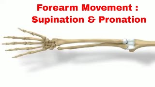 How To Get The Perfect Forearm PronationSupination For Your Workout [upl. by Viole]