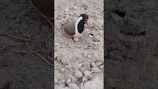 tatiri calling chick  red wattled lapwing [upl. by Nailuj319]