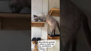 Dica de atividade física para gatos😻 [upl. by Rubma430]