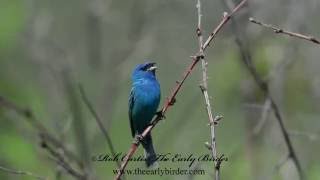 INDIGO BUNTING male singing Passerina cyanea [upl. by Marlen979]