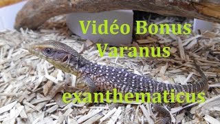 Varanus exanthematicus vidéo bonus terrarium  suivis délevage [upl. by Adelice]