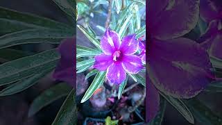 Crispum HybridPurple Loveadenium reels viralvideo shorts youtube flowersrareplants [upl. by Tserrof873]