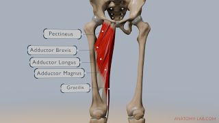 Understanding Hip Adduction Anatomy Muscles and Movement Explained [upl. by Leonore735]