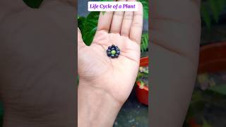 Plant Life Cycle ✅ shorts plants trending garden [upl. by Imit]