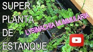 ❤️Lysimachia Mummularia planta de estanque cuidados básicos [upl. by Areema]