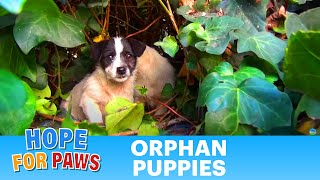 Saving five orphaned puppies  watch until the end for an amazing transformation puppy [upl. by Rehportsirhc]