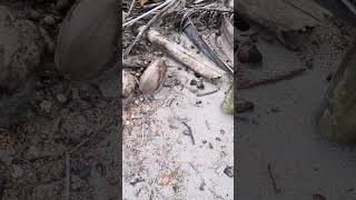 Massive group of hermit crabs nature visitcostarica beach costaricatravel manuelantonio [upl. by Virgilio]