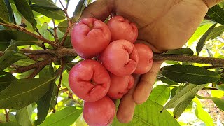 Tasting Tropical Fruit WaxJambu Makopa in our Foodforest [upl. by Drucie]