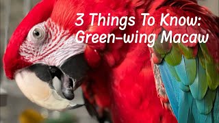 3 Things To Know Before Getting A Greenwinged Macaw  parrotbliss bird macaw [upl. by Nylqcaj]