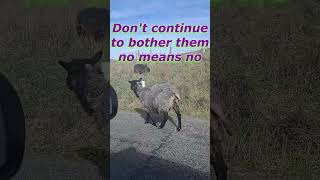 Sheep etiquette in New Zealand nature newzealand sheep [upl. by Nedyrb]