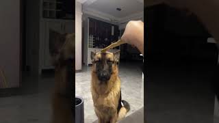 This Dog’s Reaction to Head Scratches Is Priceless 🐕✨ [upl. by Ralph]