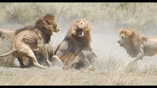 Fight of 4 lions vs 1 part I of V [upl. by Nahn956]