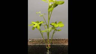 Germination of seedagriculture viralvideo farming nature [upl. by Combs]