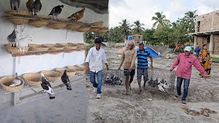 Pigeons Were Released In Parrot Dipankar New Farm  Naya Farm Pe Birds Aagaya [upl. by Aleen988]