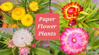 How to Grow and Care Helichrysum plant  Paper Flowers  Paper Flower Plant ki Dekhbhal kaise kare [upl. by Asseram]