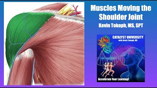 Muscles that Move the Glenohumeral Joint  Origin Insertion Action amp More [upl. by Ahsimed326]