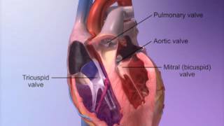 The Heart Valves with Heart amp Circulatory Premium 2 [upl. by Imhsar]