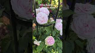 David Austin roses in my garden part II [upl. by Hoshi]