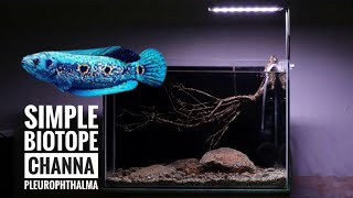 Biotope mini for Snakehead fish  Channa pleurophthalma [upl. by Remmus649]