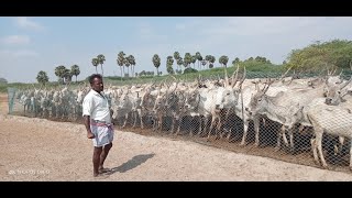 Pulikulam Cattle Herders Documentary movie  MAA [upl. by Campbell]