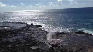 Sure Footed Locals  Spear Fishing near Spouting Horn Kauai [upl. by Sorcim]