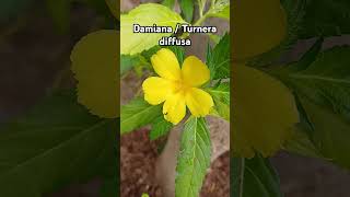 Damiana  Turnera diffusa Flower Plant floweringplant yellowflower Rajshreecreation2024 [upl. by Barina]